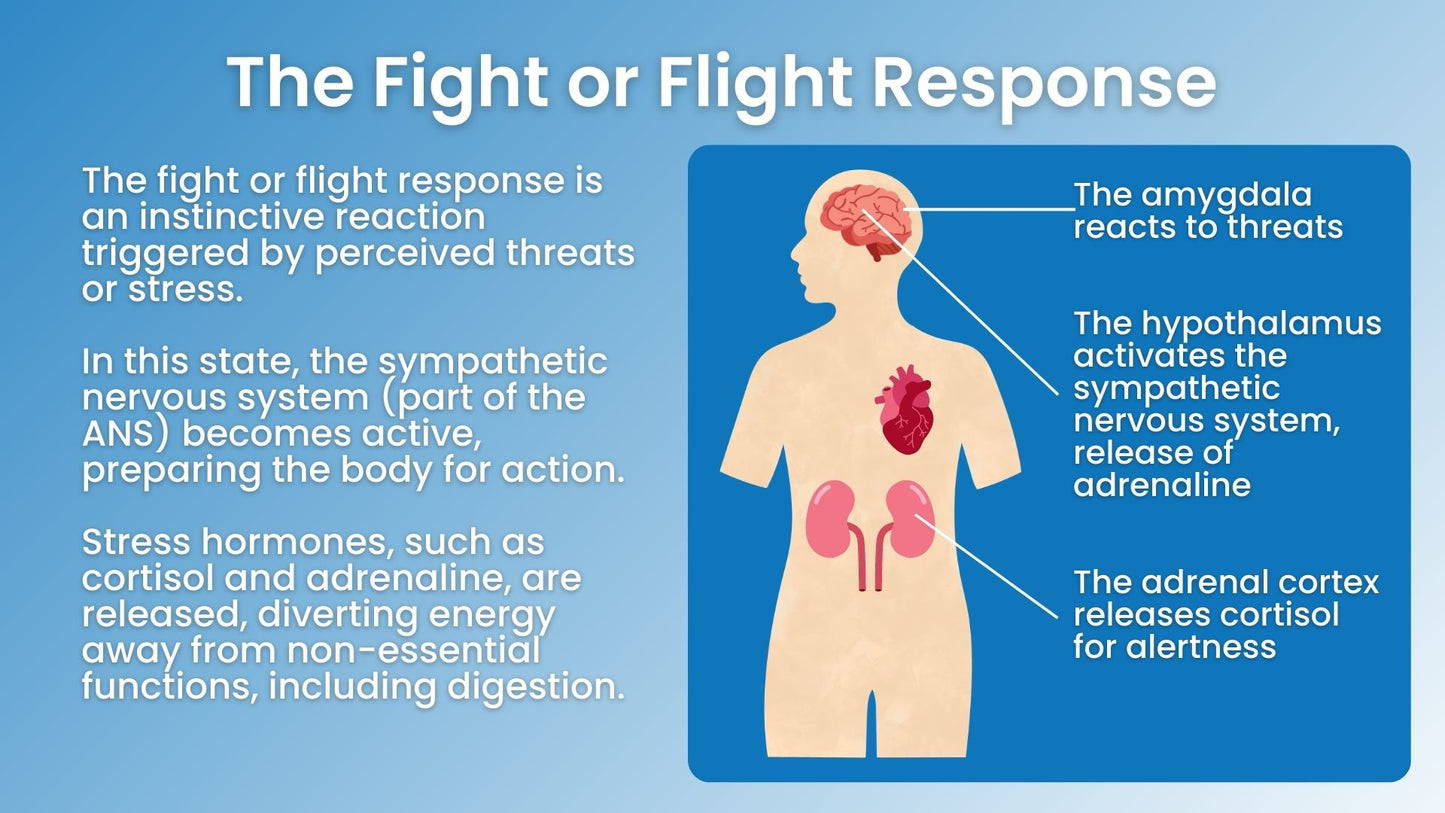 Dr. Jaban's Virtual Rewiring Nervous System & Gut Course