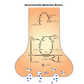 Mosaic Organic Acids Test-Urine Sample